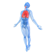 The Basic Princials Of Breathing