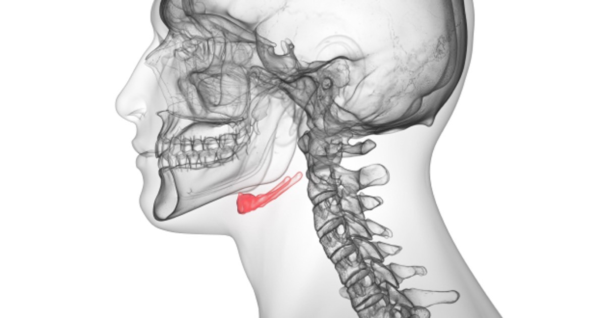 The hyoid bone