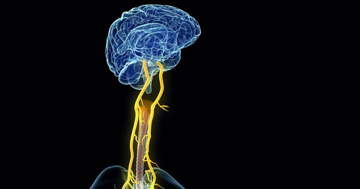 Laryngeal nerves