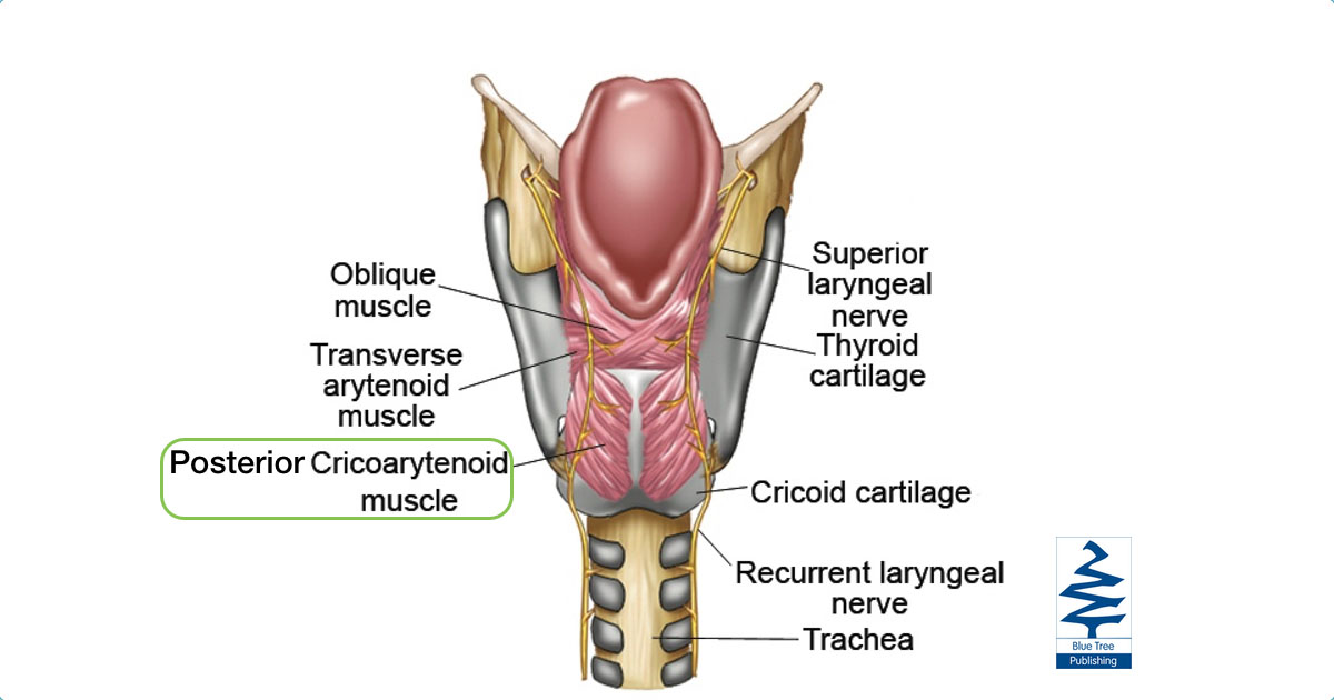 vocal anatomy